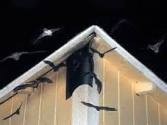 Bat Removal Tips for Homeowners