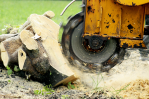 Stump Grinding: Getting To The Roots Of The Problem